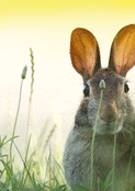 Lapin espi&egrave;gle dans les herbes de P&acirc;ques